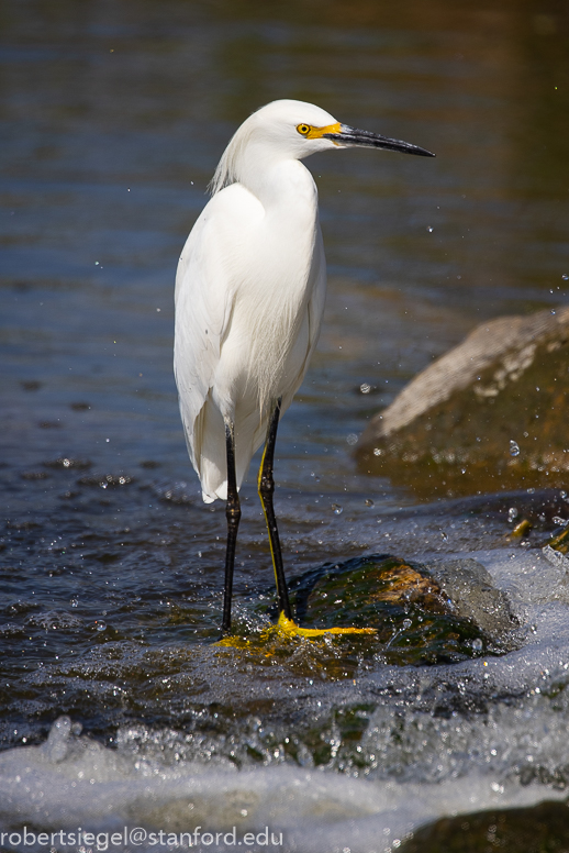 emily renzel wetlands